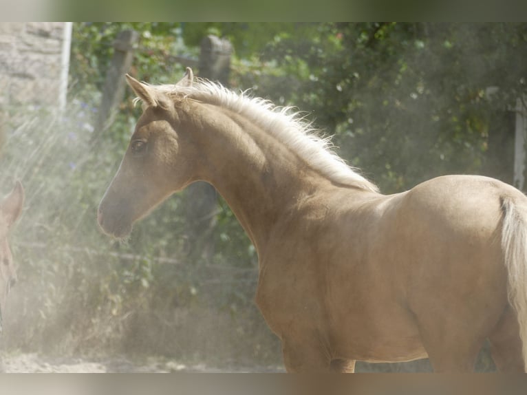 Other Warmbloods Mare  16,1 hh Palomino in Borgentreich