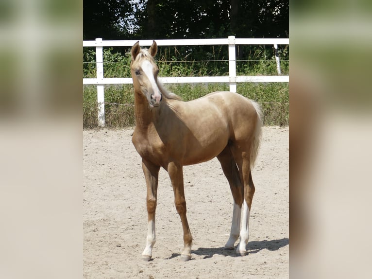 Other Warmbloods Mare  16,1 hh Palomino in Borgentreich