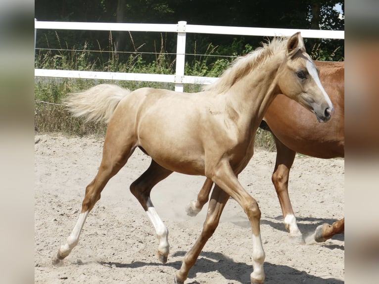 Other Warmbloods Mare  16,1 hh Palomino in Borgentreich
