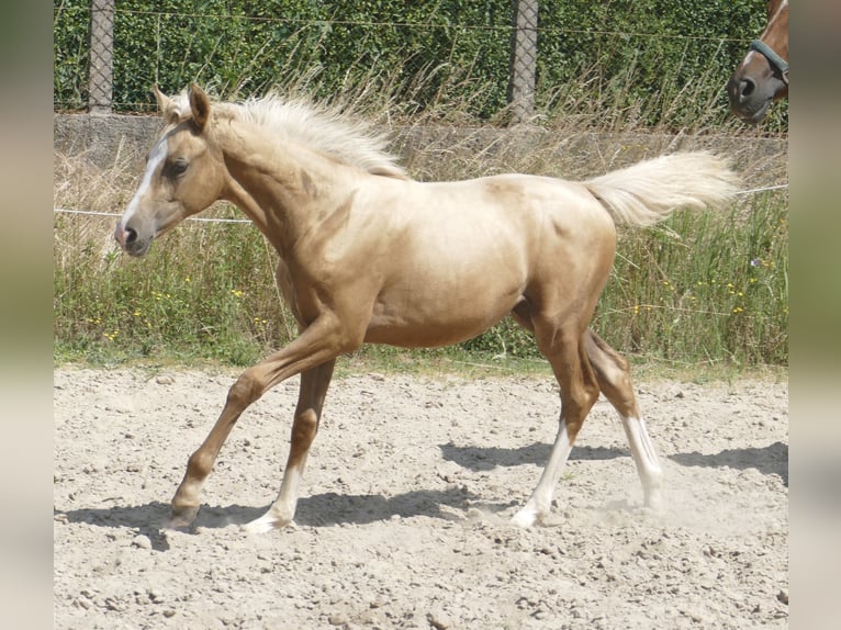 Other Warmbloods Mare  16,1 hh Palomino in Borgentreich
