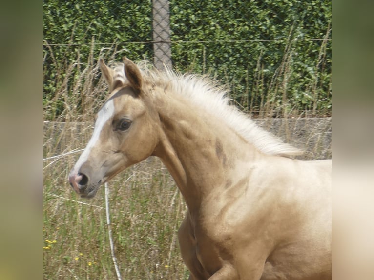 Other Warmbloods Mare  16,1 hh Palomino in Borgentreich