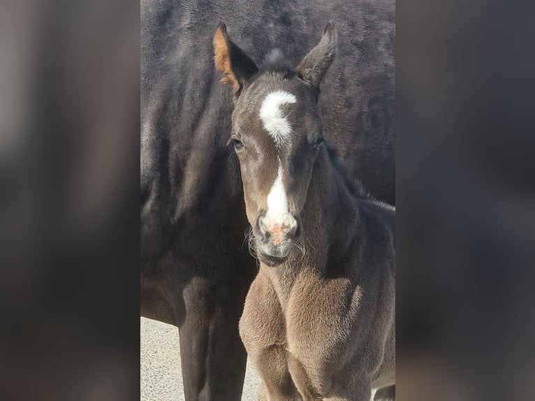 Other Warmbloods Mare Foal (03/2026) 16,2 hh Black in Wittmund