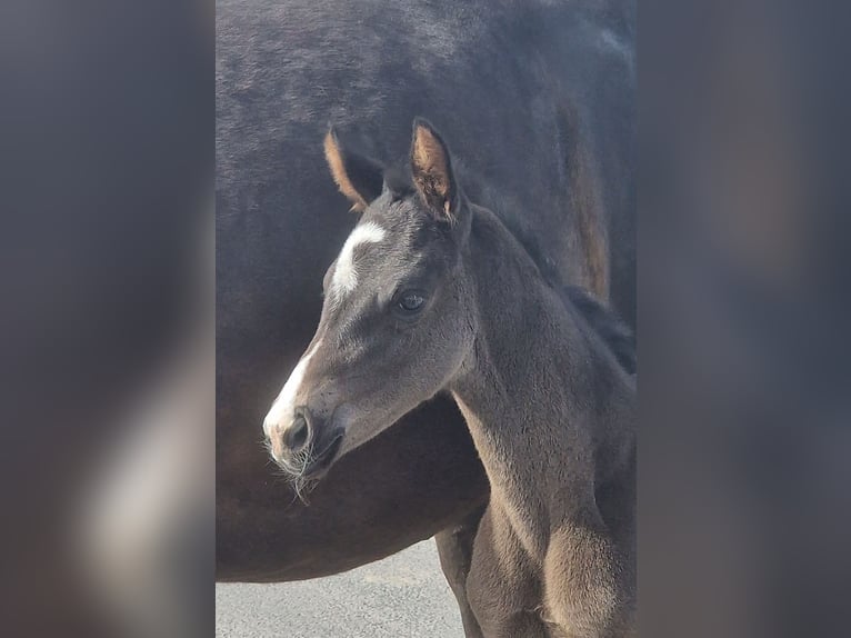 Other Warmbloods Mare Foal (03/2026) 16,2 hh Black in Wittmund