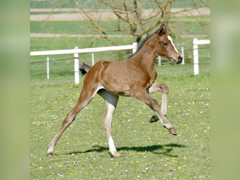 Other Warmbloods Mare Foal (04/2026) 16,2 hh Brown in Borgentreich