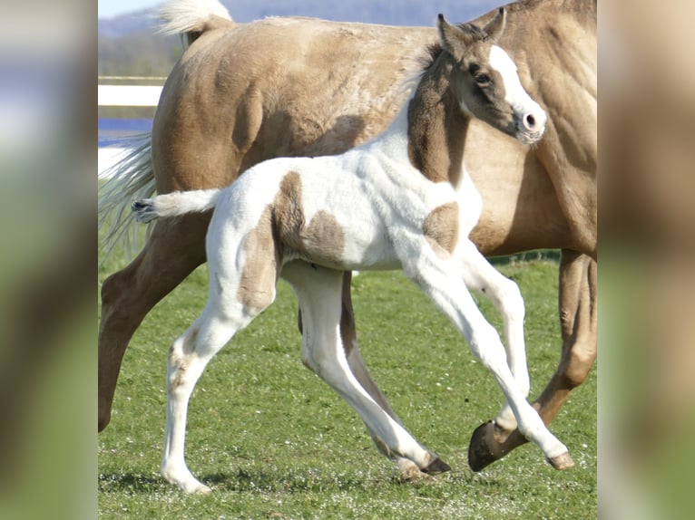 Other Warmbloods Mare Foal (03/2026) 16,2 hh Pinto in Borgentreich