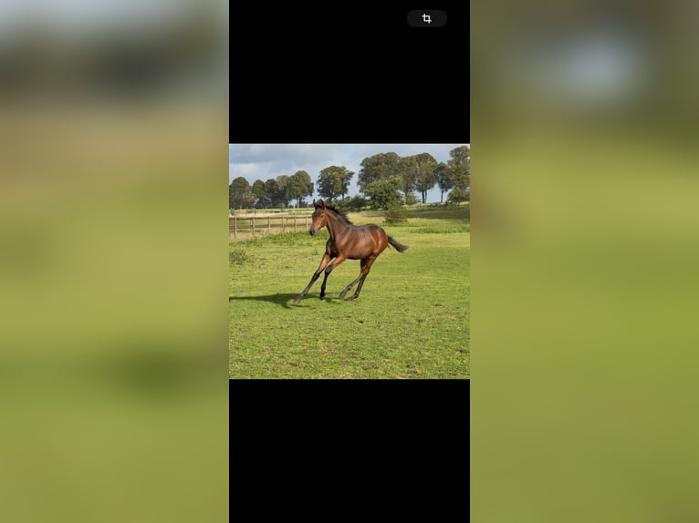 Other Warmbloods Mare Foal (04/2025) Bay-Dark in Datteln