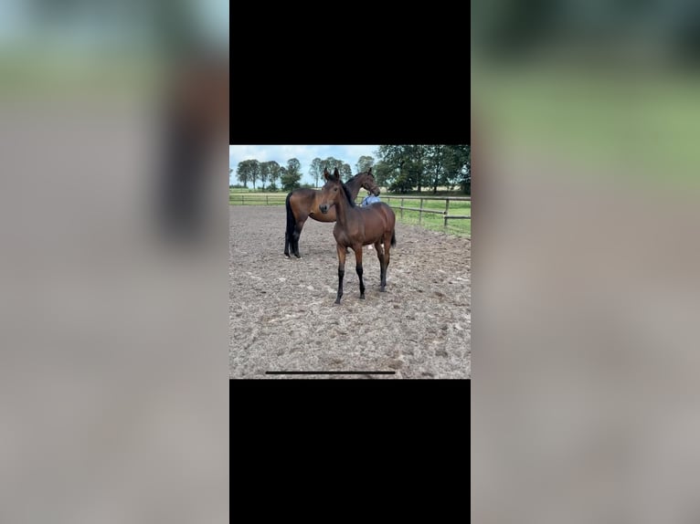 Other Warmbloods Mare Foal (04/2025) Bay-Dark in Datteln