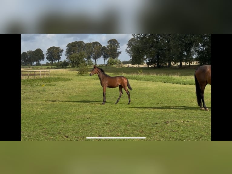 Other Warmbloods Mare Foal (04/2025) Bay-Dark in Datteln