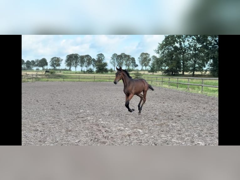 Other Warmbloods Mare Foal (04/2025) Bay-Dark in Datteln