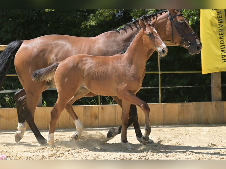 Other Warmbloods Mare Foal (03/2026) Brown in Möttingen