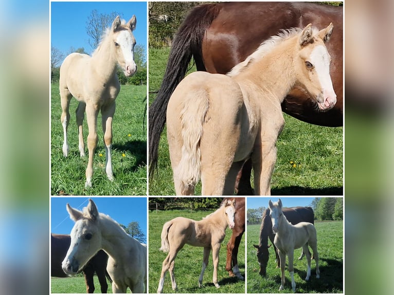 Other Warmbloods Mare Foal (03/2026) Palomino in Den Ham