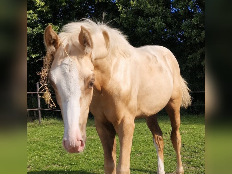 Other Warmbloods Mare Foal (03/2026) Palomino in Den Ham