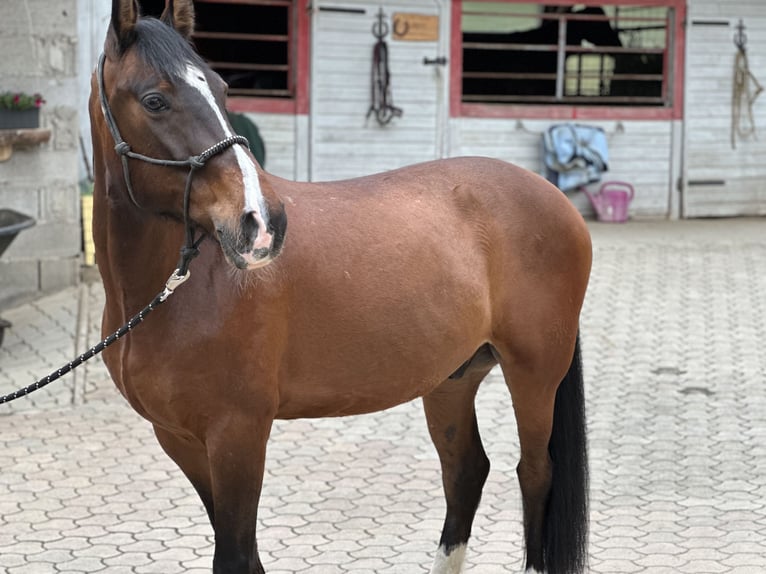 Other Warmbloods Mix Stallion 11 years 15,1 hh Brown in St.Paul