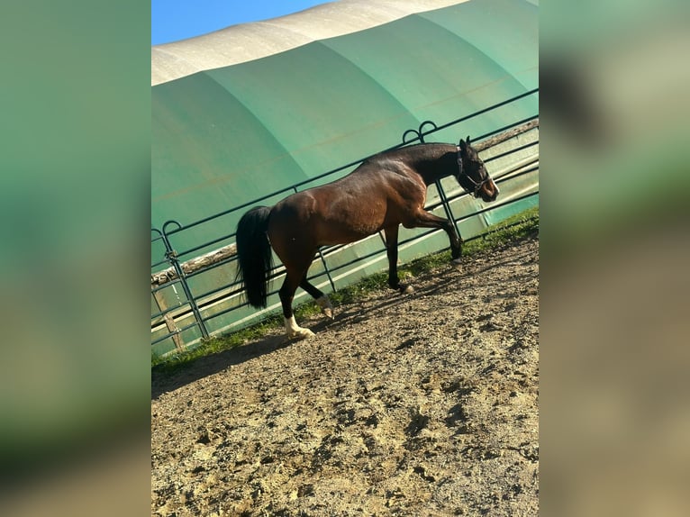 Other Warmbloods Mix Stallion 11 years 15,1 hh Brown in St.Paul
