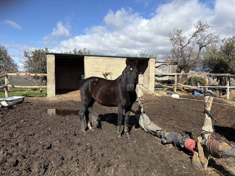 Other Warmbloods Mix Stallion 11 years 15.2 hh Black in AbrucenaAbrucena
