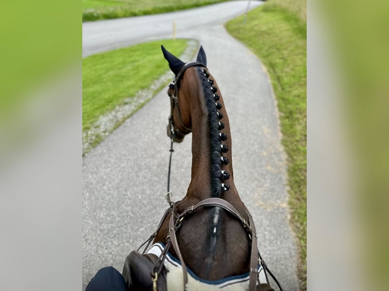 Other Warmbloods Stallion 11 years 16,1 hh Brown in Pelmberg