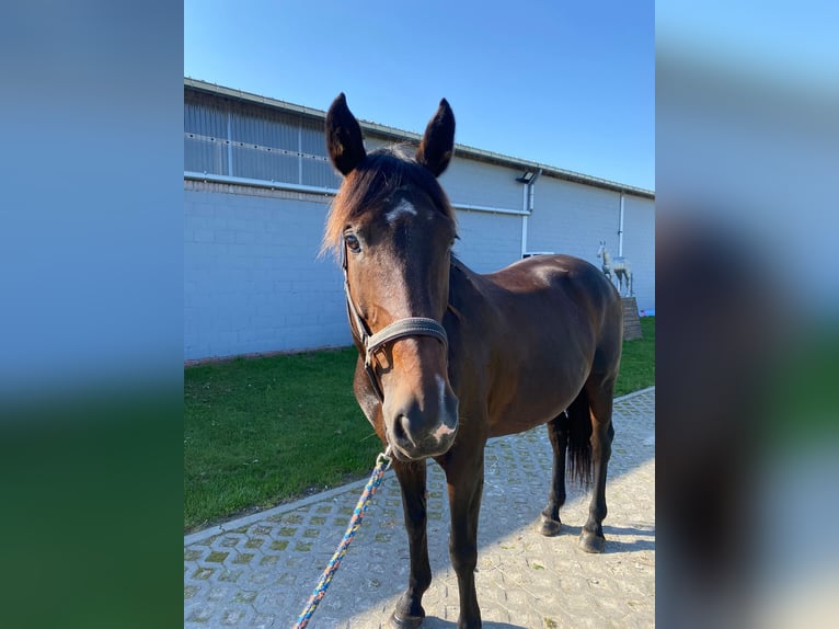 Other Warmbloods Stallion 12 years 16,3 hh Brown in Grote Brogel