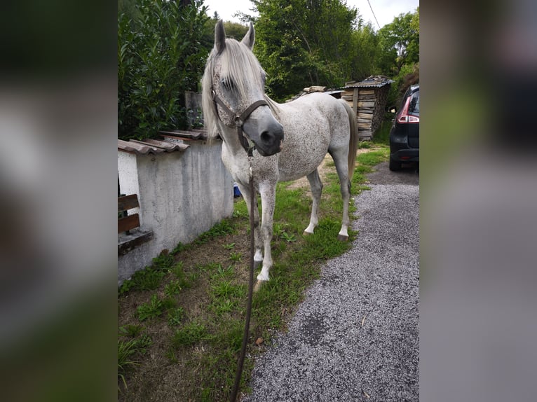 Other Warmbloods Stallion 13 years 15 hh Grey-Fleabitten in REMIREMONT