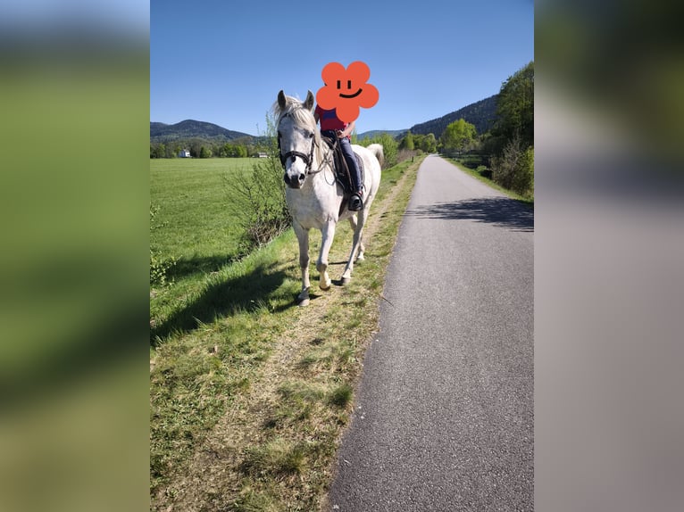 Other Warmbloods Stallion 13 years 15 hh Grey-Fleabitten in REMIREMONT