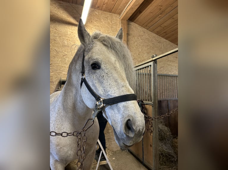 Other Warmbloods Stallion 13 years 16 hh in Kiefersfelden Other Warmbloods Stallion 13 years 16 hh in Kiefersfelden