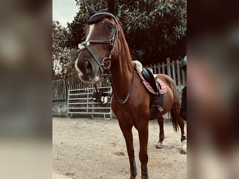 Other Warmbloods Stallion 17 years Chestnut-Red in Seregno