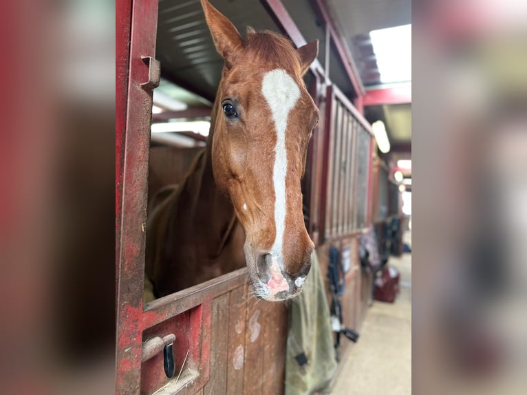 Other Warmbloods Stallion 17 years Chestnut-Red in Seregno