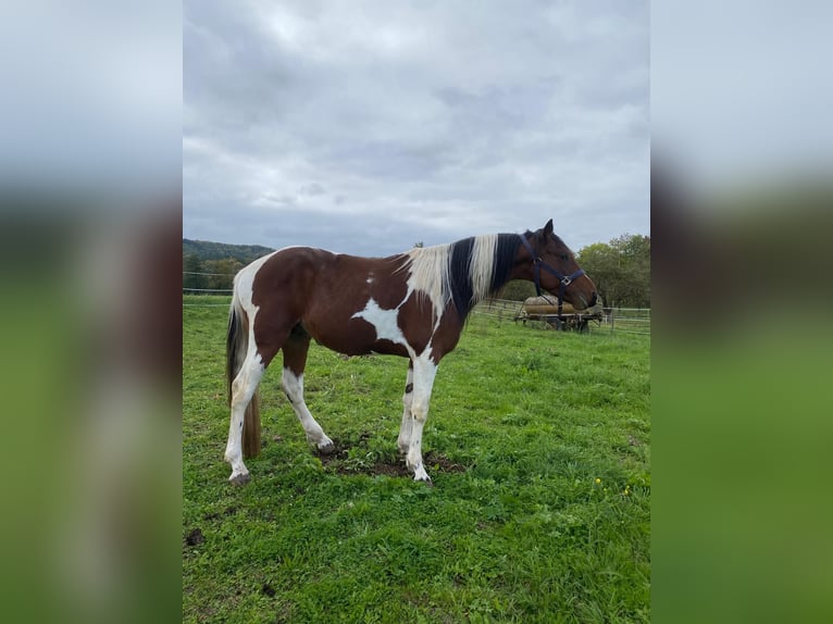 Other Warmbloods Stallion 1 year 13,2 hh Brown in Pfaffenhofen