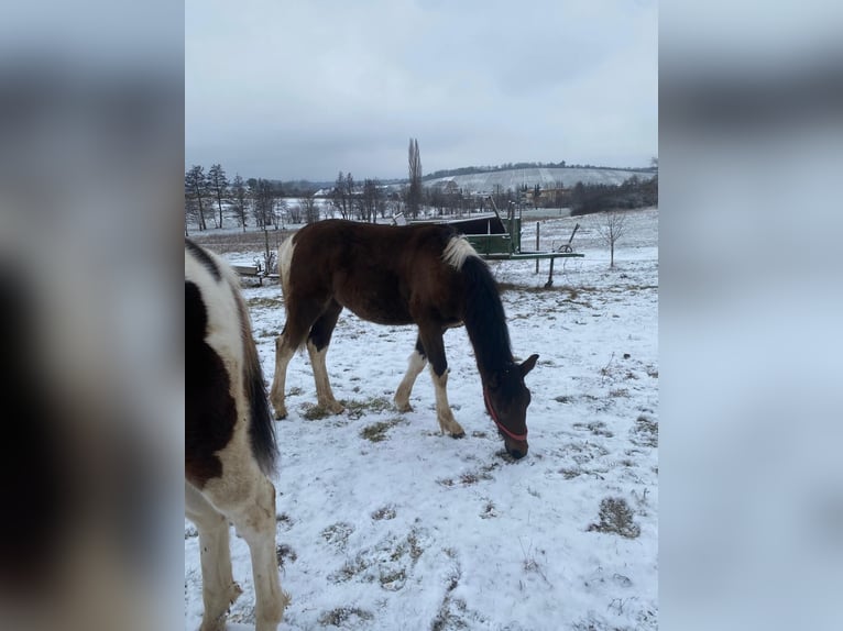 Other Warmbloods Stallion 1 year 13,2 hh Brown in Pfaffenhofen