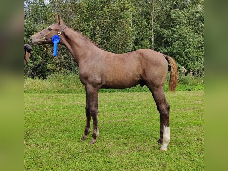 Other Warmbloods Stallion 1 year 16,1 hh Gray in Veikkola