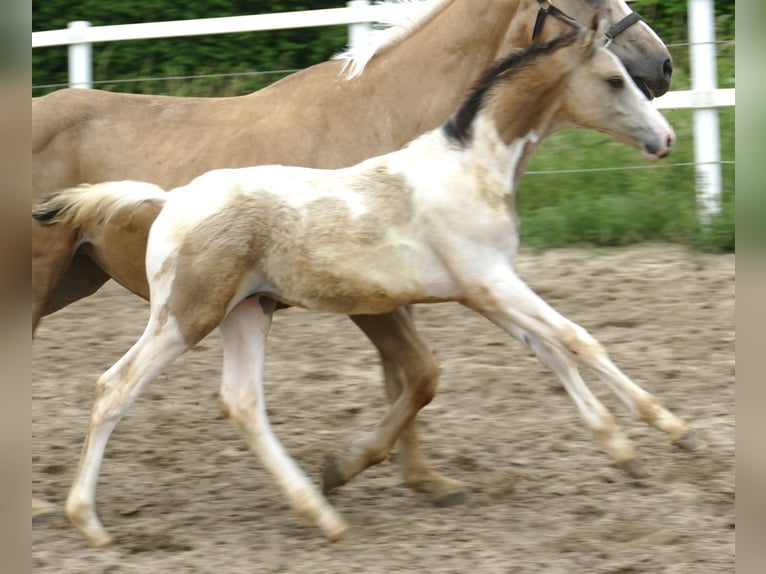 Other Warmbloods Stallion 1 year 16,2 hh Pinto in Borgentreich