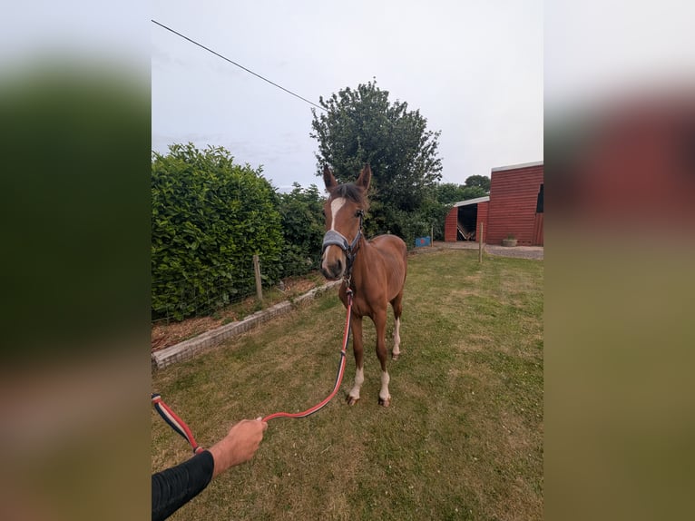 Other Warmbloods Mix Stallion 1 year 16 hh Bay in Egmanton
