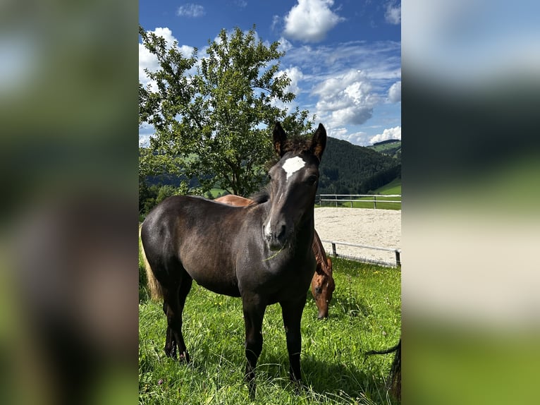 Other Warmbloods Stallion 1 year 16 hh Black in Randegg