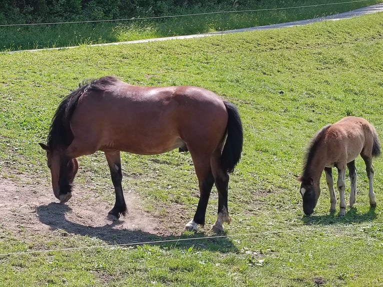 Other Warmbloods Stallion 1 year 16 hh Black in Randegg