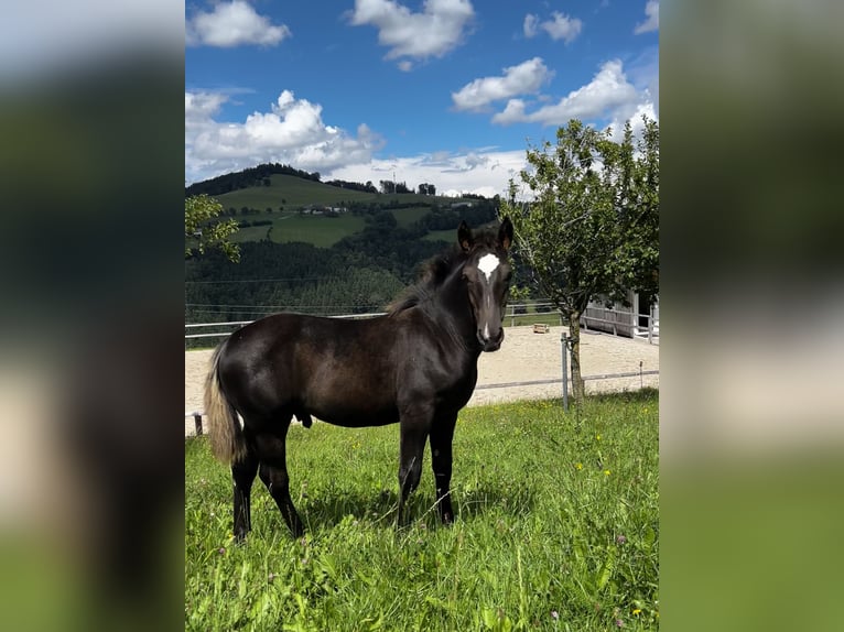 Other Warmbloods Stallion 1 year 16 hh Black in Randegg