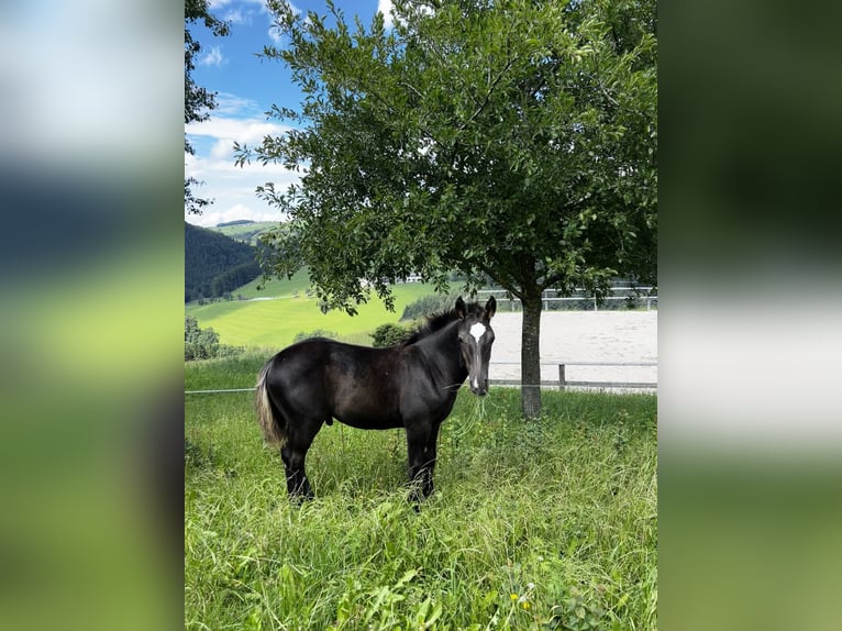 Other Warmbloods Stallion 1 year 16 hh Black in Randegg