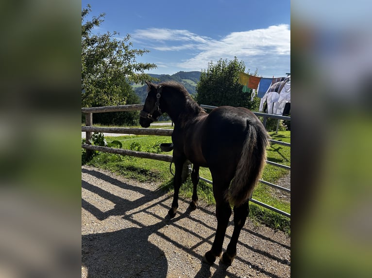 Other Warmbloods Stallion 1 year 16 hh Black in Randegg