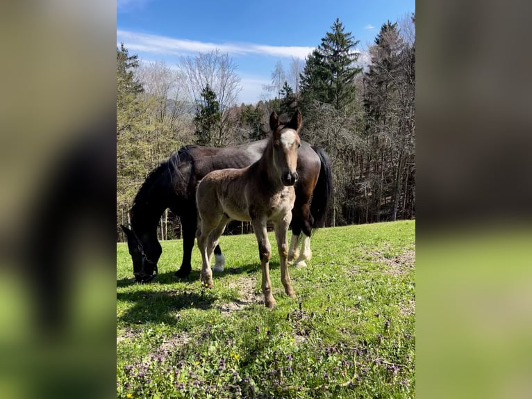 Other Warmbloods Stallion 1 year 16 hh Black in Randegg