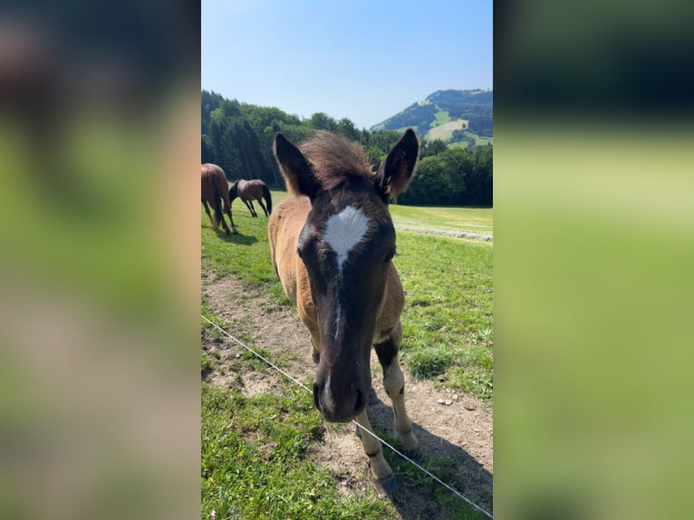 Other Warmbloods Stallion 1 year 16 hh Black in Randegg