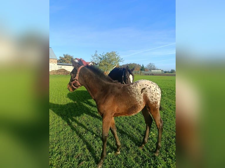 Other Warmbloods Stallion 1 year 16 hh Leopard-Piebald in Połajewo