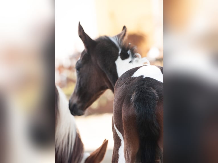 Other Warmbloods Stallion 1 year 16 hh Pinto in Etzelsreith