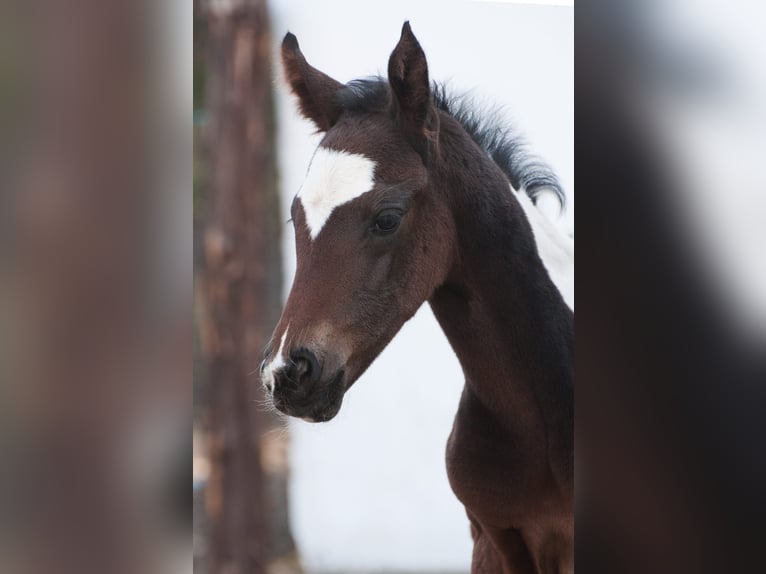 Other Warmbloods Stallion 1 year 16 hh Pinto in Etzelsreith