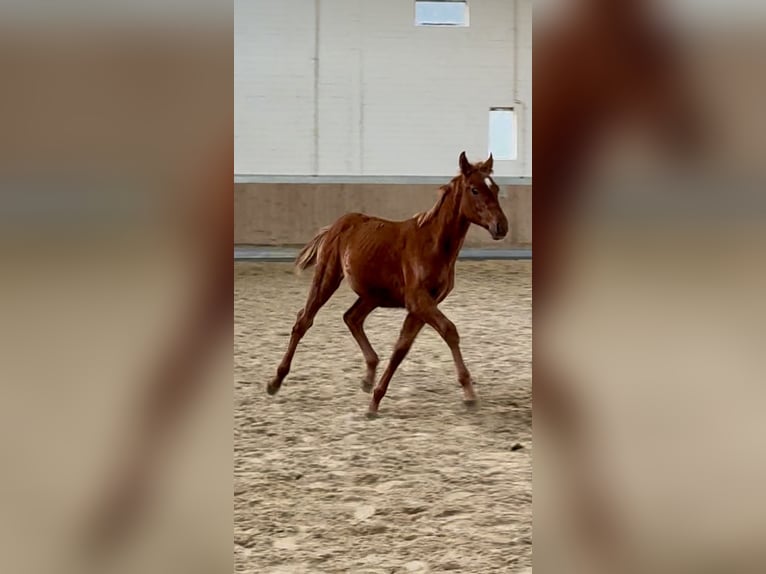 Other Warmbloods Stallion 1 year 16,1 hh Chestnut-Red in Warendorf