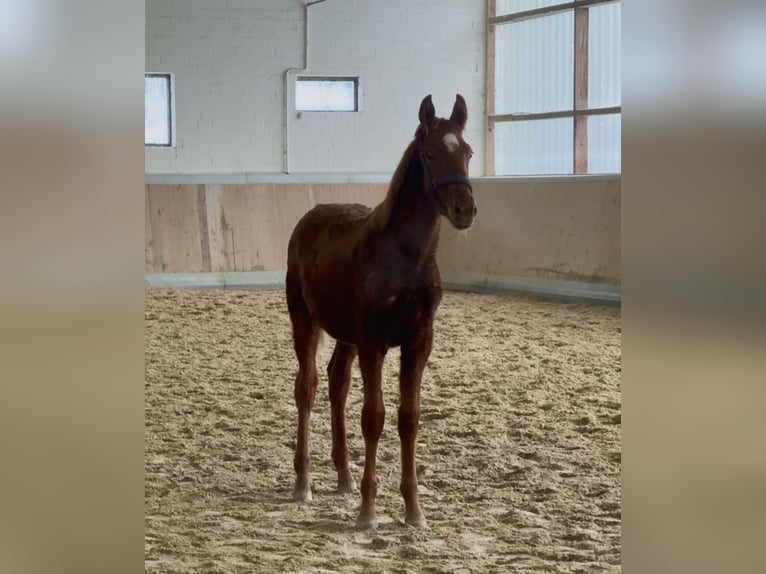 Other Warmbloods Stallion 1 year 16,1 hh Chestnut-Red in Warendorf