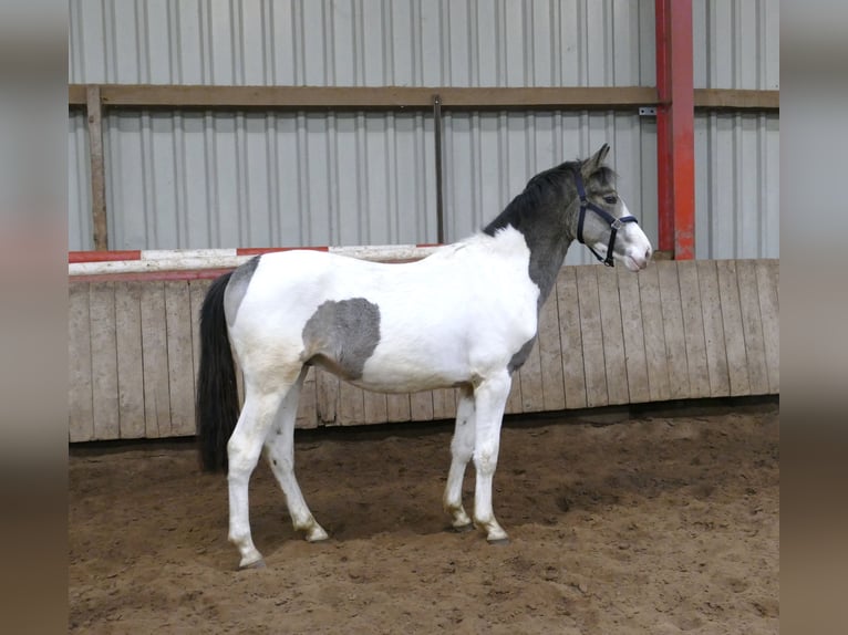 Other Warmbloods Stallion 1 year 16,1 hh Pinto in Borgentreich