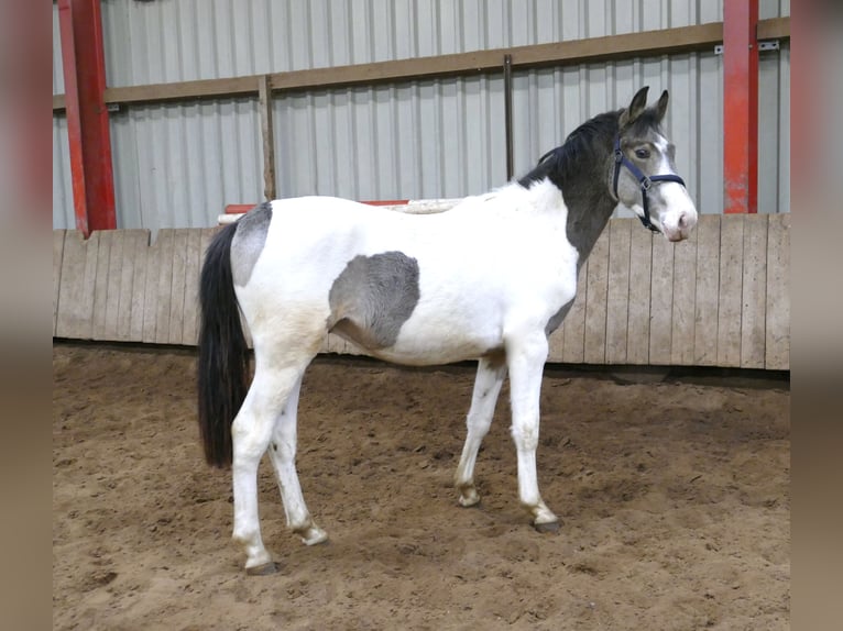 Other Warmbloods Stallion 1 year 16,1 hh Pinto in Borgentreich