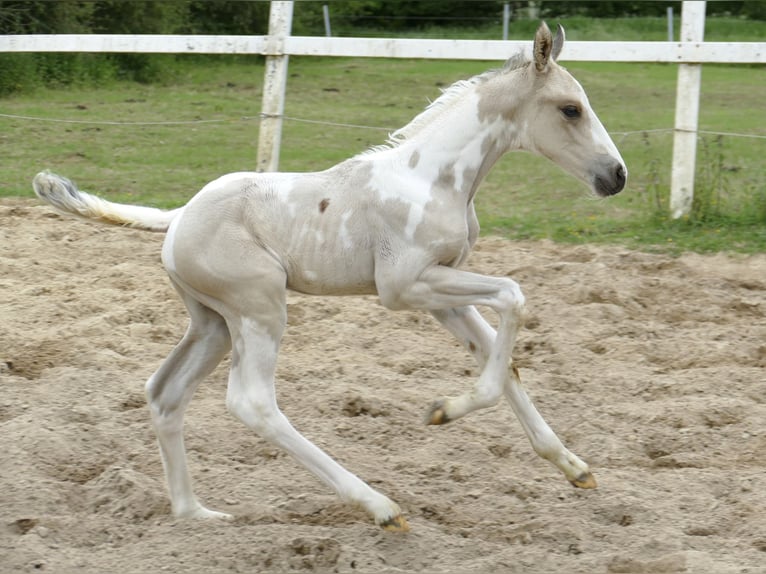 Other Warmbloods Stallion 1 year 16,1 hh Pinto in Borgentreich
