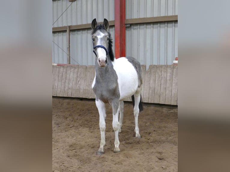 Other Warmbloods Stallion 1 year 16,1 hh Pinto in Borgentreich