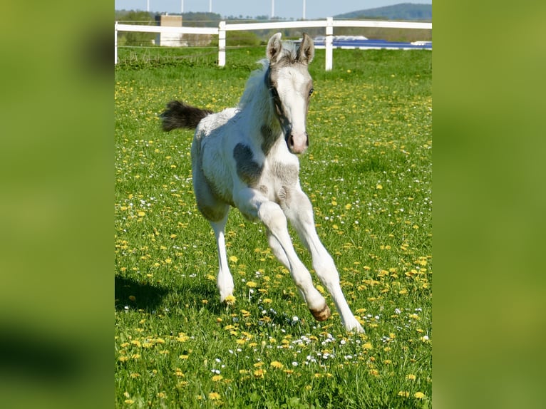 Other Warmbloods Stallion 1 year 16,2 hh Pinto in Borgentreich