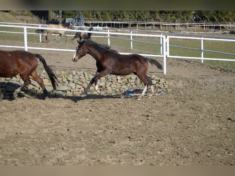 Other Warmbloods Stallion 1 year Bay-Dark in Dąbrowa