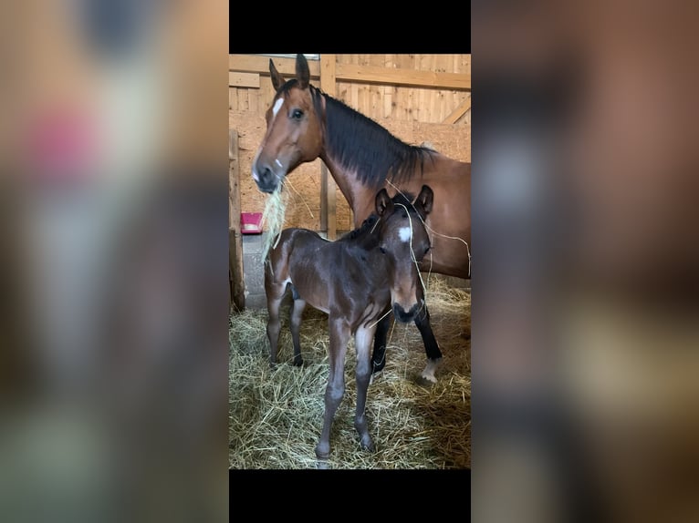 Other Warmbloods Mix Stallion 1 year Bay-Dark in Groß Siegharts